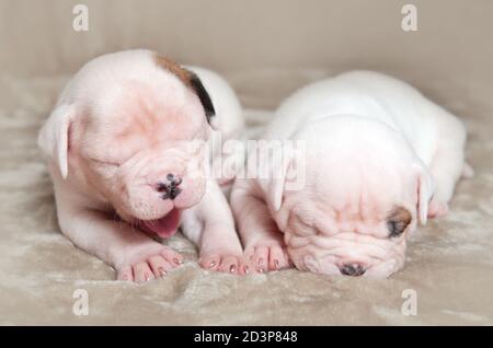 Zwei kleine amerikanische Bulldog Welpen schlafen Stockfoto