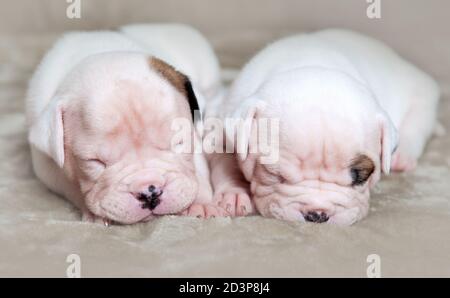 Zwei kleine amerikanische Bulldog Welpen schlafen Stockfoto