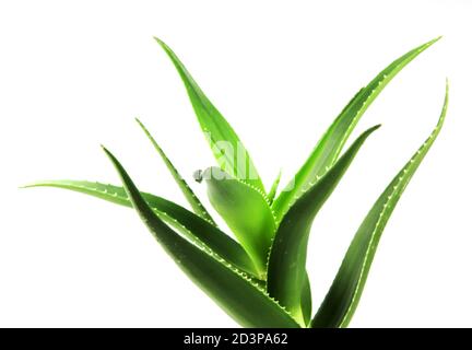 Aloe Vera Pflanze isoliert auf weiss Stockfoto
