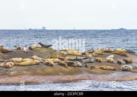 Robbenkolonie auf einer felsigen Insel im Archipel vor Lysekil, Bohuslan, Vastra Gotaland County, Schweden. Stockfoto