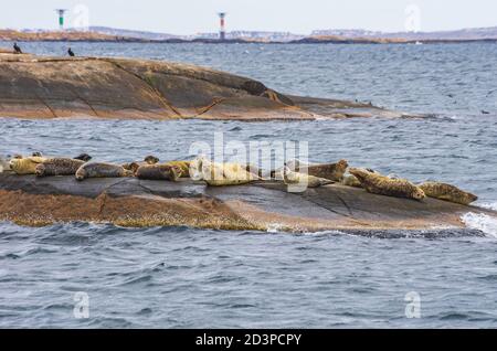 Robbenkolonie auf einer felsigen Insel im Archipel vor Lysekil, Bohuslan, Vastra Gotaland County, Schweden. Stockfoto