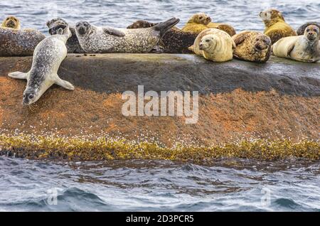 Robbenkolonie auf einer felsigen Insel im Archipel vor Lysekil, Bohuslan, Vastra Gotaland County, Schweden. Stockfoto