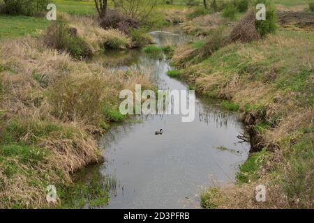 Ein kleiner gewundener Fluss zwischen den Bäumen an einem bewölkten Tag, eine schwimmende Ente. Feder. Stockfoto