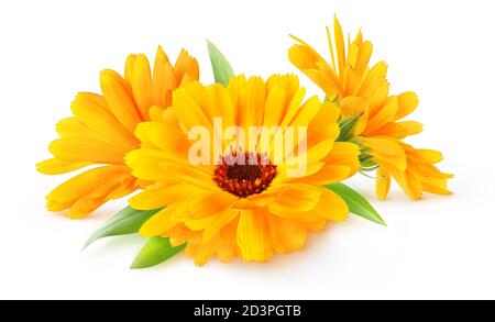 Drei Blüten der Ringelblume (Ringelblume) isoliert auf weißem Hintergrund Stockfoto