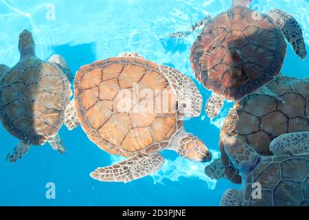 Kleine wachsende Schildkröten schwimmen in einem blauen Pool in einem Gruppe Stockfoto