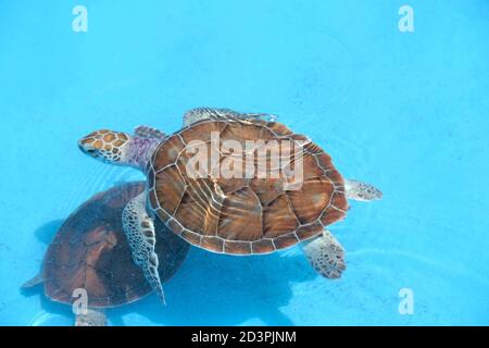 Kleine wachsende Schildkröten schwimmen in einem blauen Pool in einem Gruppe Stockfoto