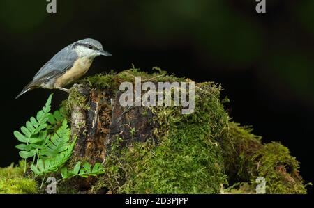 Der juvenile eurasische Nuthatch ( Sitta Europaea ) thront im Wald und zeigt unreifes Gefieder, das gedämpfter ist als der Erwachsene Vogel. August 2020. Stockfoto