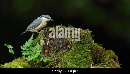 Der juvenile eurasische Nuthatch ( Sitta Europaea ) thront im Wald und zeigt unreifes Gefieder, das gedämpfter ist als der Erwachsene Vogel. August 2020. Stockfoto