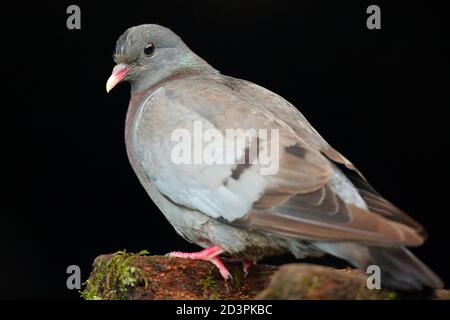 Stock Dove ( Columba oenas ) mit unterbelichteten Hintergrund, aufgenommen in Wales 2020. Stockfoto