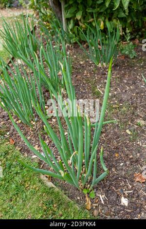 Welsh Onion (Allium fistulosum) im Tudor Walled Garden, Cressing Temple Barns, Essex, Großbritannien. Stockfoto