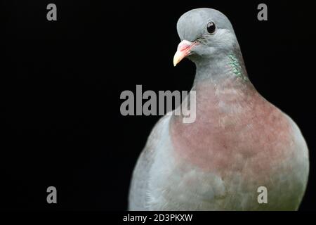 Ein Porträt einer erwachsenen Stocktaube (Columba oenas) mit unterbelichteten schwarzen Hintergrund, aufgenommen in Wales 2020. Stockfoto