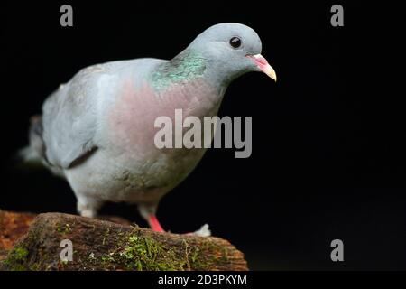 Stock Dove ( Columba oenas ) mit unterbelichteten Hintergrund, aufgenommen in Wales 2020. Stockfoto