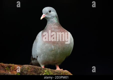 Stock Dove ( Columba oenas ) mit unterbelichteten Hintergrund, aufgenommen in Wales 2020. Stockfoto