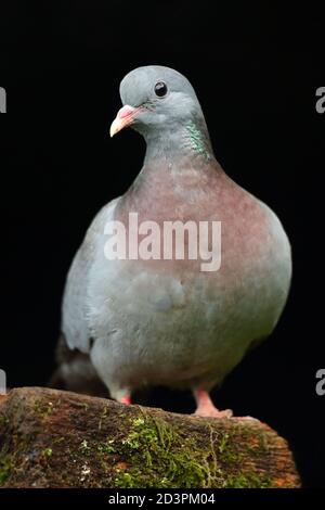 Stock Dove ( Columba oenas ) mit unterbelichteten Hintergrund, aufgenommen in Wales 2020. Stockfoto