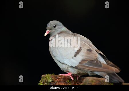 Ein Porträt einer erwachsenen Stocktaube (Columba oenas) mit unterbelichteten schwarzen Hintergrund, aufgenommen in Wales 2020. Stockfoto