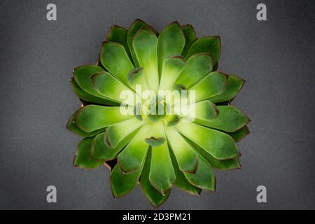 Aloe Kaktus Sukkulente isoliert auf grauem Hintergrund. Makroaufnahme der grünen Pflanze. Stockfoto