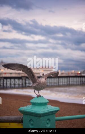 Haben Sie jemals eine Möwe Pose gesehen? Die Möwe wurde an einem grauen Oktoberabend entlang der Küste von Brighton gefangen, vor dem Brighton Palace Pier, Großbritannien Stockfoto