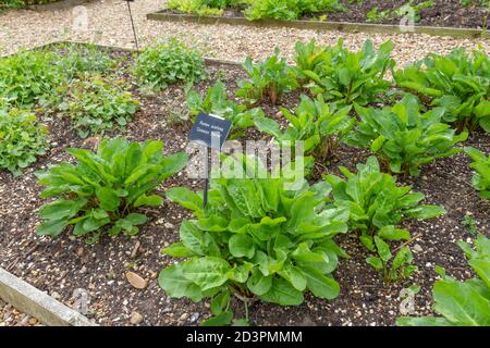 Gemeiner Sauerampfer oder GartenSauerampfer (Rumex acetosa) im Tudor-ummauerten Garten, Cressing Temple Barns, Essex, Großbritannien. Stockfoto