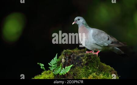 Eine Stocktaube (Columba oenas) auf einem moosigen Stumpf mit Waldfarnen, aufgenommen in Wales 2020. Stockfoto