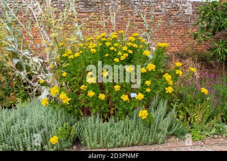 Tansy (Tanacetum vulgare) ist eine mehrjährige, krautige Blütenpflanze im Tudor Walled Garden, Cressing Temple Barns, Essex, UK. Stockfoto