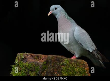 Stock Dove ( Columba oenas ) mit unterbelichteten Hintergrund, aufgenommen in Wales 2020. Stockfoto