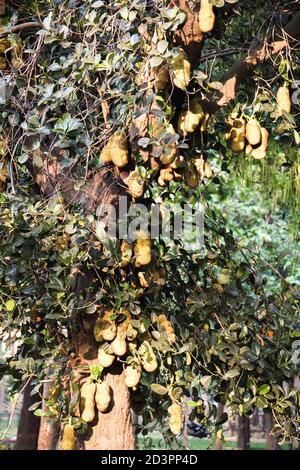 Viele Jackfrucht in einem einzigen Baum des Gartens Stockfoto