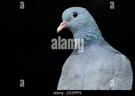 Nahaufnahme einer Stocktaube ( Columba oenas ), die die schillernden Nackenmarkierungen vor einem dunklen und unterbelichteten Hintergrund in Wales zeigt. Stockfoto