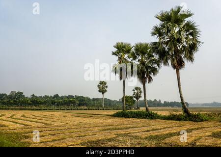 Reihen von Palmen auf dem leeren Feld nach der Ernte paddy Stockfoto