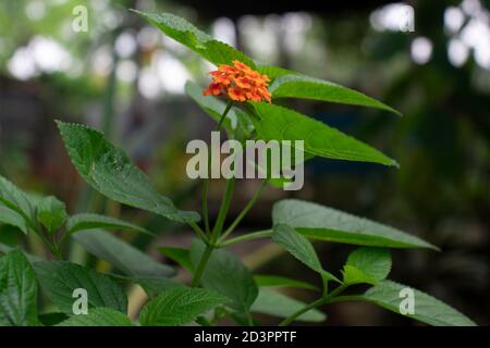 Lantana Camara ist eine Art der blühenden Pflanze innerhalb der Verbena Familie Stockfoto