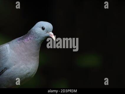 Nahaufnahme einer Stocktaube ( Columba oenas ), die die schillernden Nackenmarkierungen vor einem dunklen und unterbelichteten Hintergrund in Wales zeigt. Stockfoto