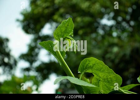 Malabar Spinat oder Basella alba ist eine essbare mehrjährige Rebe in der Familie Basellaceae. Stockfoto