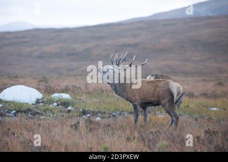 Hirsch, Glen Etive Stockfoto