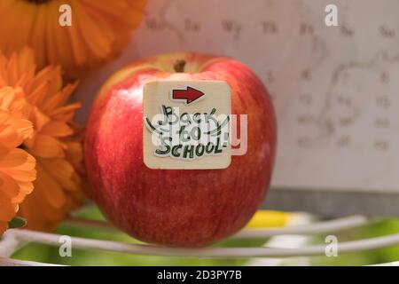 Back to School – Konzept. Kreative Makro-Dekoration mit frischem roten Apfel, Text, schönen Orange Blumen und verschwommenem Kalender. Sonniger Akademischer Tag. Stockfoto