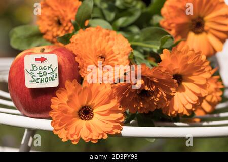 Back to School – Konzept. Roter Apfel und Blumenstrauß von Orange Blumen sind auf weißem Tisch im hellen sonnigen Garten. Tagesstimmung. Beginn Der Akademischen Saison. Stockfoto