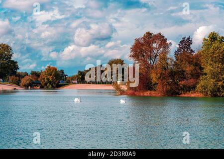 Zwei Schwäne in einem See. Herbstlandschaft. Wunderschöne Natur. Stockfoto