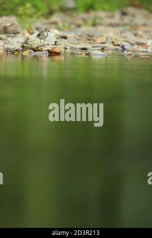 Ein Brutgefieder gewöhnlicher Sandpiper ( Actitis hypoleucos ) Alarm ruft in der Umgebung am Ufer des Flusses Severn bei Llanidloes Wales. Stockfoto