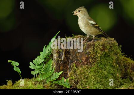 Weiblicher Haffinch ( Fringilla coelebs ) in einem typischen Waldlebensraum, aufgenommen in Wales 2020. Stockfoto