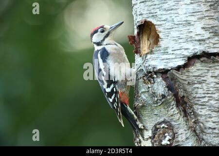 Jugendlicher Buntspecht ( Dendrocopos major ) durch Nestloch im Sommer, aufgenommen in Wales 2020. Stockfoto