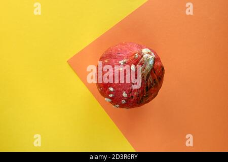 Herbstkomposition. Kürbis isoliert auf bunten gelben und orangen Hintergrund. Vorlage mockup Herbst, halloween, Ernte Danksagung Konzept. Flach liegend Stockfoto