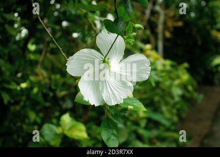 Die Rückseite der weißen Joba- oder Hibiskusblüte Stockfoto