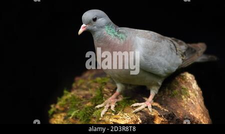 Stock Dove ( Columba oenas ) mit unterbelichteten Hintergrund, aufgenommen in Wales 2020. Stockfoto