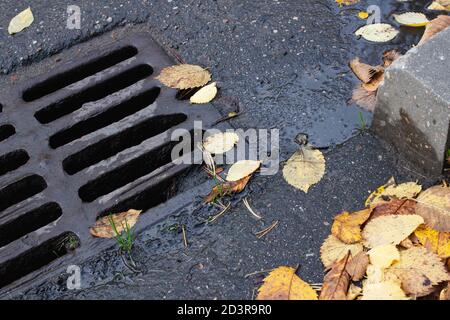 Gelbe Herbstblätter auf Kanalrost auf der Straße Stockfoto