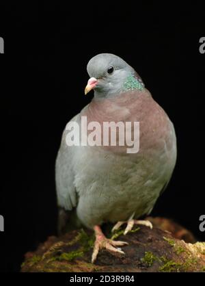 Ein Porträt einer erwachsenen Stocktaube (Columba oenas) mit unterbelichteten schwarzen Hintergrund, aufgenommen in Wales 2020. Stockfoto