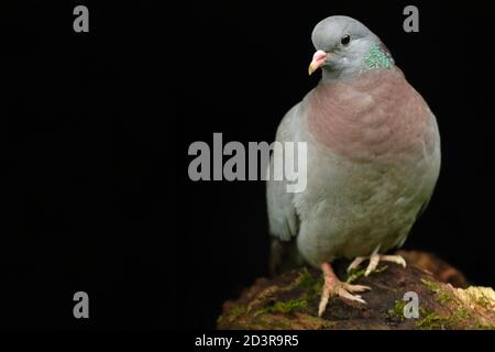 Stock Dove ( Columba oenas ) mit unterbelichteten Hintergrund, aufgenommen in Wales 2020. Stockfoto