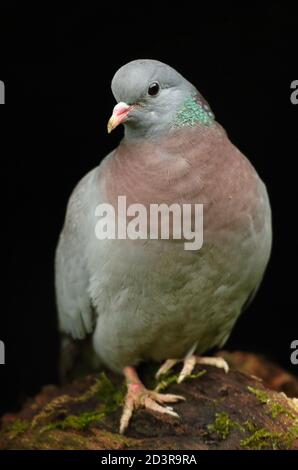 Stock Dove ( Columba oenas ) mit unterbelichteten Hintergrund, aufgenommen in Wales 2020. Stockfoto