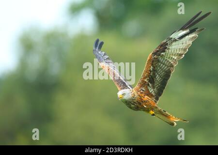 Red Kite (Milvus milvus) im Flug während der Fütterung an der Gigrin Farm Fütterungsstation in Mid Wales, August 2020 Stockfoto