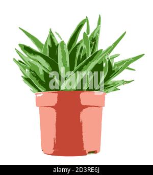 Nahaufnahme der Aloe Vera Scheibe auf weißem Hintergrund Stockfoto