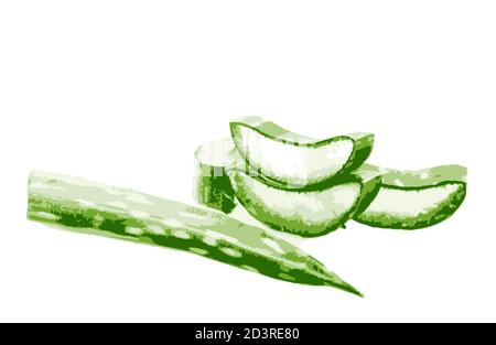 Aloe Vera Pflanze isoliert auf weißem Hintergrund Stockfoto