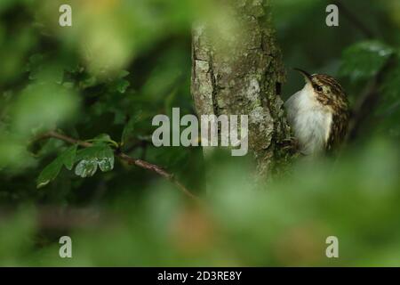 Ein eurasischer Waldvogel ( Certhia familiaris ) auf Ast mit belaubtem Vordergrund, Schnabel und Gefieder. Aufgenommen in Wales 2020. Stockfoto