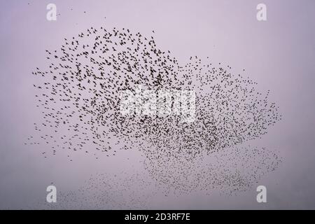 Schwarm von Stare bilden ein Muster in den Himmel Stockfoto